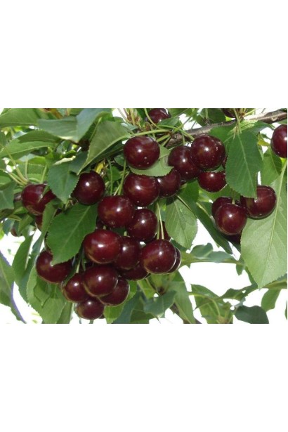 Вишня домашня Шоколадниця